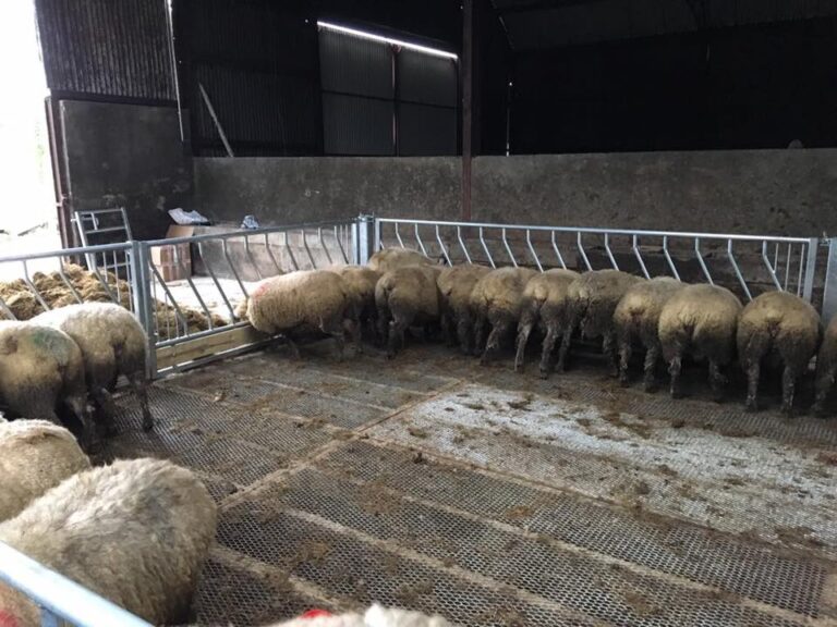 Sheep Gates