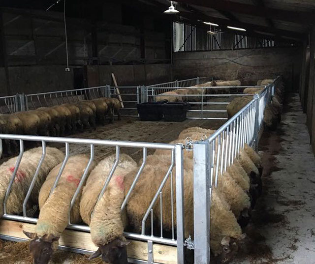 Sheep Gates