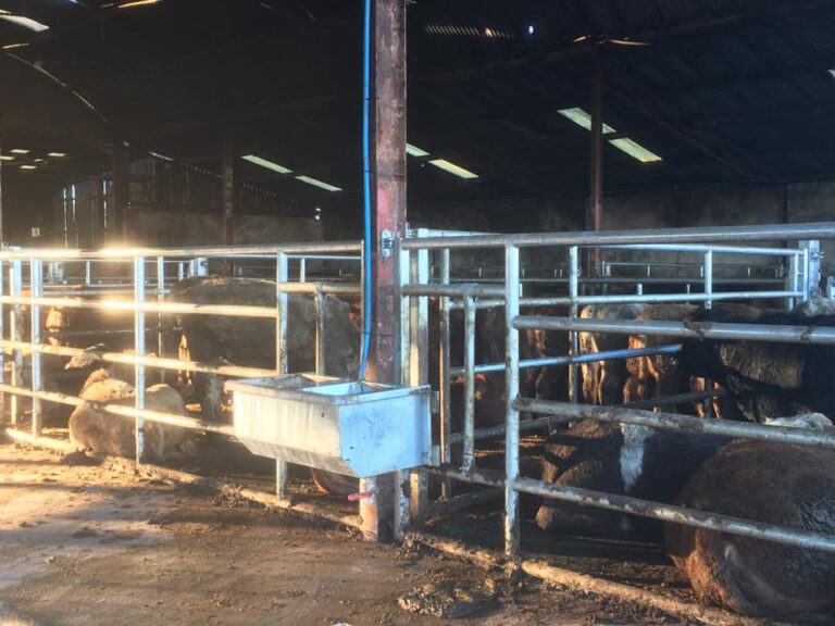 Livestock Drinkers and Accessories